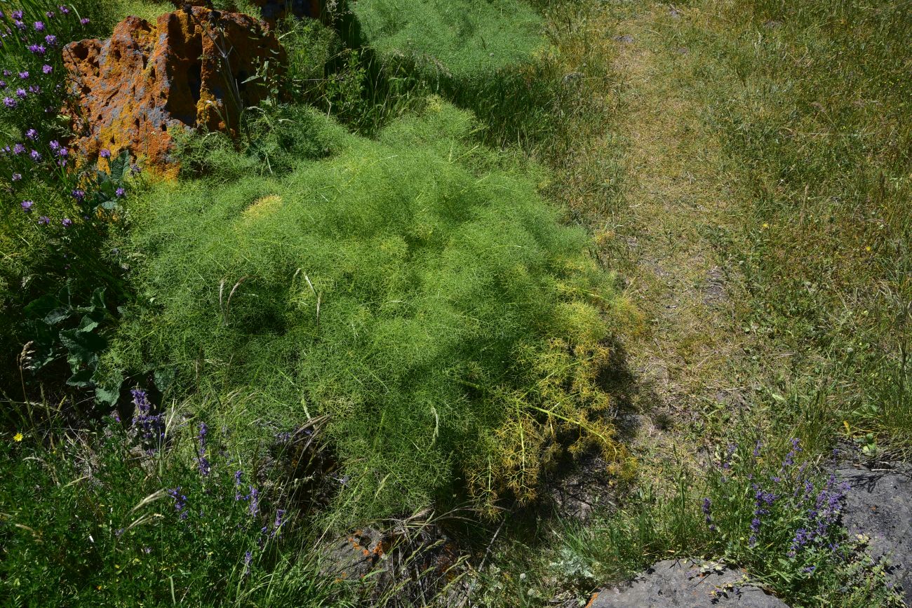 Image of familia Apiaceae specimen.