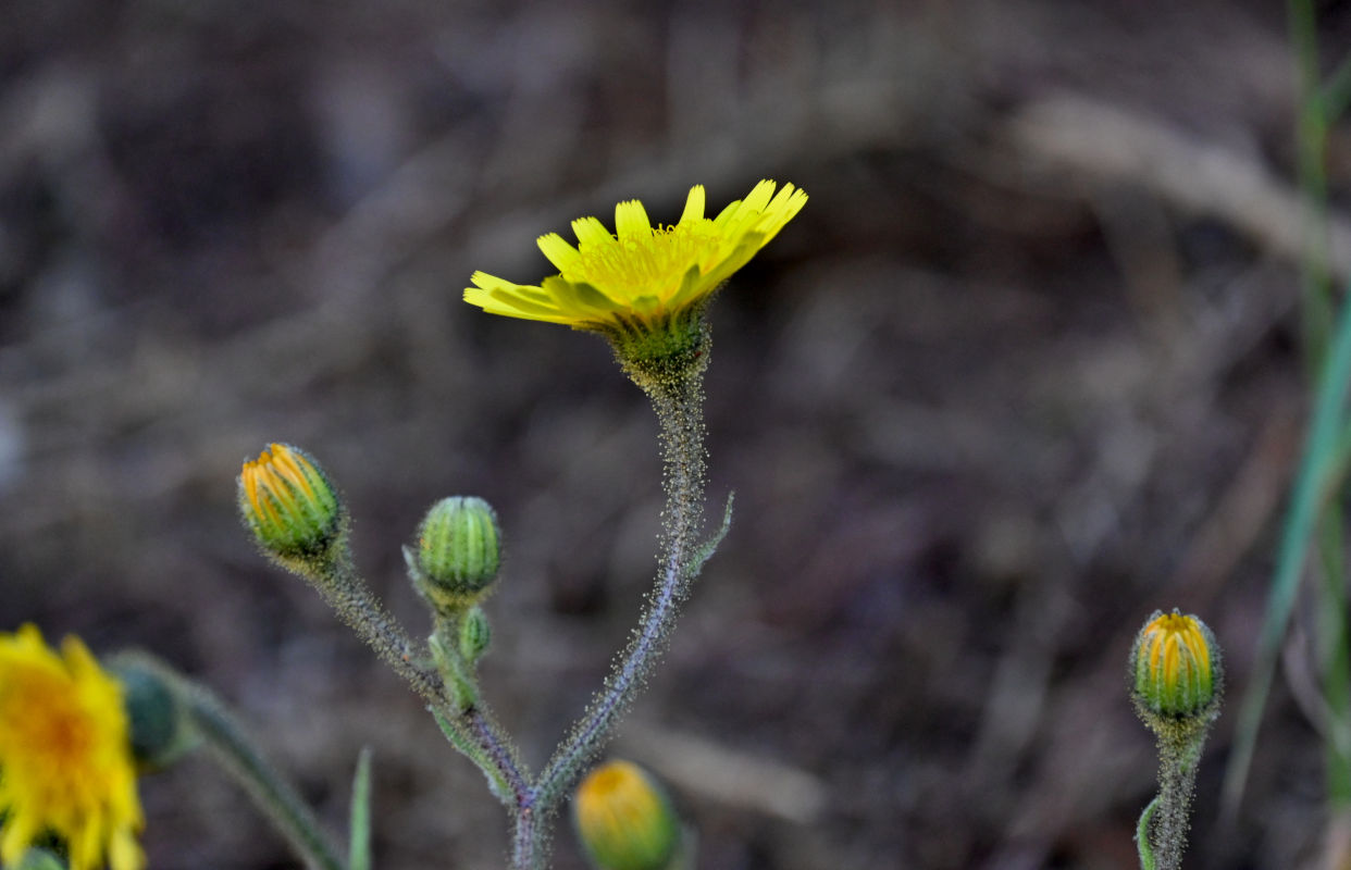 Image of Crepis vesicaria ssp. andryaloides specimen.