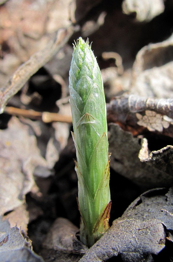 Изображение особи Equisetum sylvaticum.