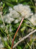 Anemone sylvestris. Верхушка побега с плодом и облетающими семенами. Оренбургская обл., Саракташский р-н, Жёлтинский сельсовет, хр. Карамурунтау, подножие горы Нос, разнотравно-злаковый луг. 10 июня 2025 г.
