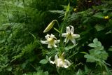 genus Lilium. Верхушка цветущего растения. Турция, ил Артвин, окр. дер. Кашикли, склон, который спускается к р. Корпусу от мечети, опушка зарослей. 12 июня 2026 г.