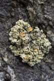 Rhizoplaca chrysoleuca. Таллом с апотециями. Кабардино-Балкария, Чегемский р-н, дол. р. Шаурту, окр. т/б \"Чегем\", ≈ 2400 м н.у.м., на камне. 04.08.2026.