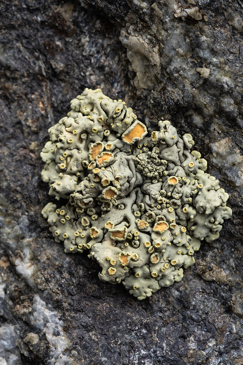 Image of Rhizoplaca chrysoleuca specimen.
