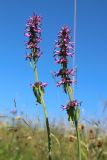 Betonica officinalis