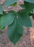 Ptelea trifoliata. Лист. Краснодарский край, г. Сочи, парк \"Дендрарий\". 17.08.2026.
