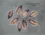 Alopecurus aequalis. Плоды. Московская обл., г. о. Красногорск, окр. пос. Петрово-Дальнее, болотистое место вблизи полевой дороги. 18 июля 2026 г.
