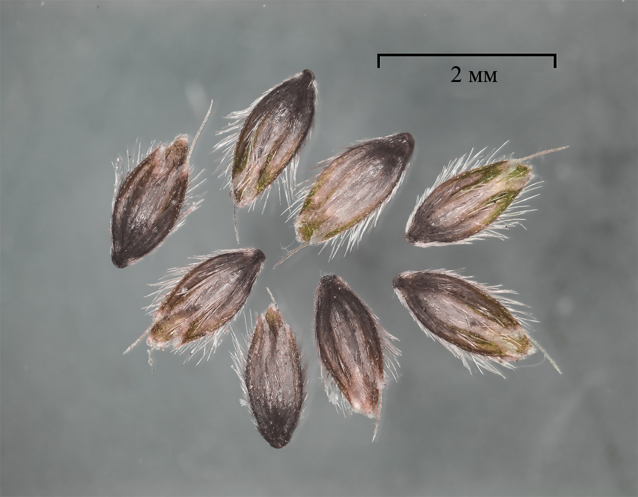 Image of Alopecurus aequalis specimen.