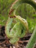 Pteridium subspecies sibiricum