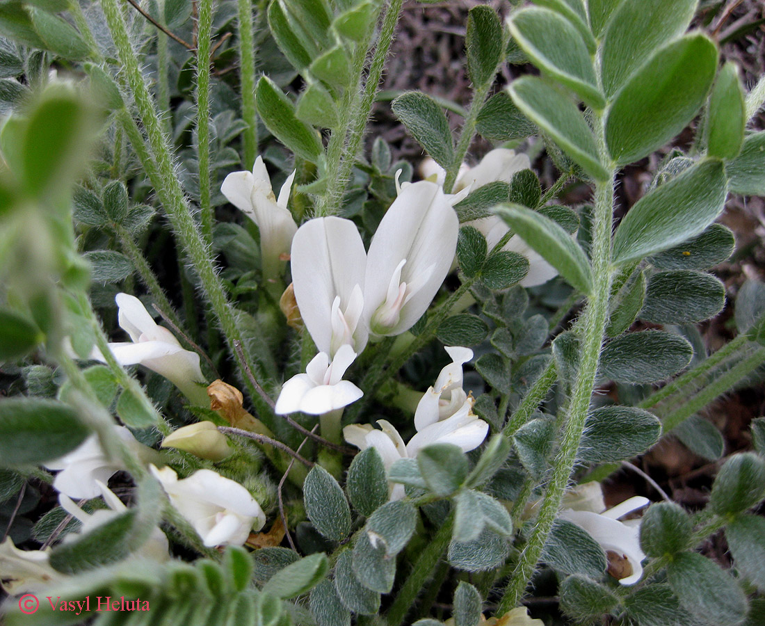 Изображение особи Astragalus rupifragus.