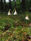 Linnaea borealis. Цветущие растения. Нидерланды, провинция Drenthe, окрестности населённого пункта Anderen, Heidehof, в посадках лиственницы. 31 мая 2008 г.