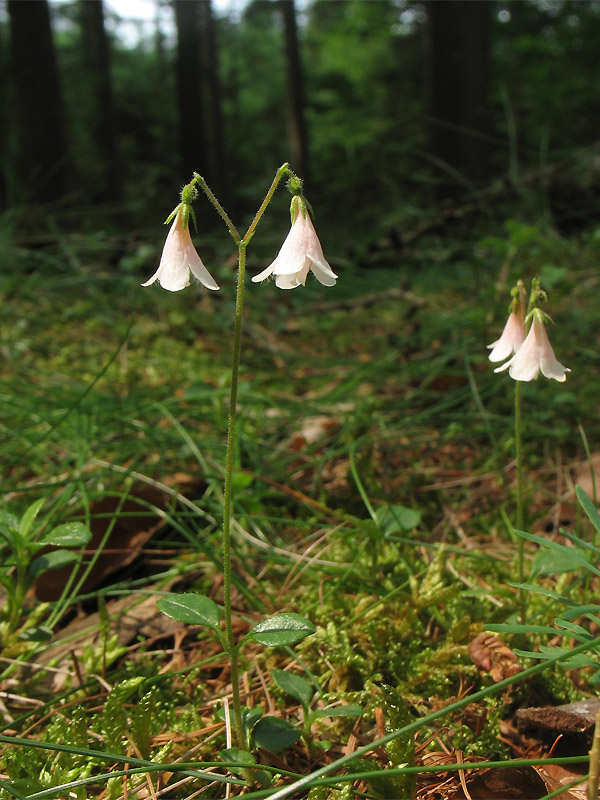 Image of Linnaea borealis specimen.