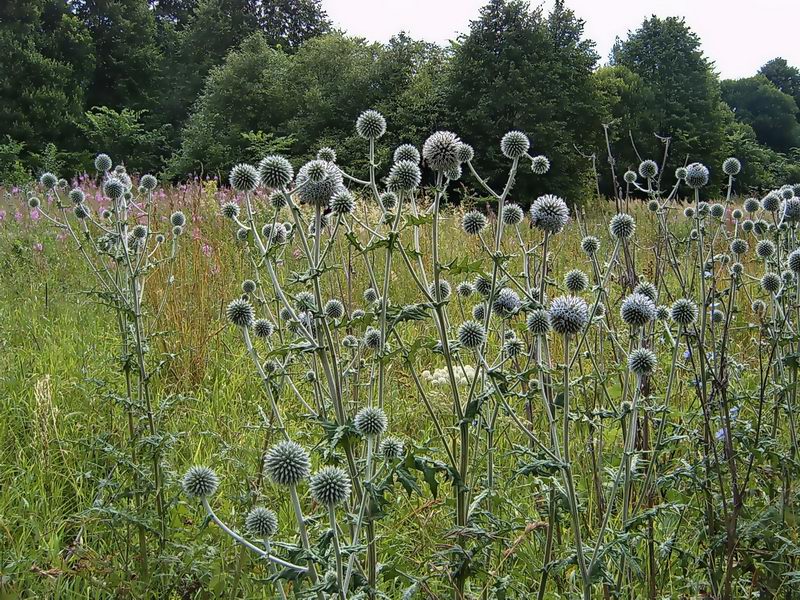 Изображение особи Echinops sphaerocephalus.