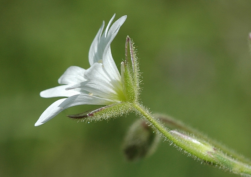 Image of Cerastium pusillum specimen.