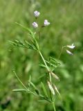 Vicia tetrasperma