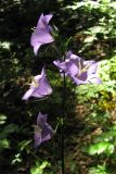 Campanula persicifolia. Соцветие. Горный Крым, окр. с. Перевальное. 20 июня 2011 г.