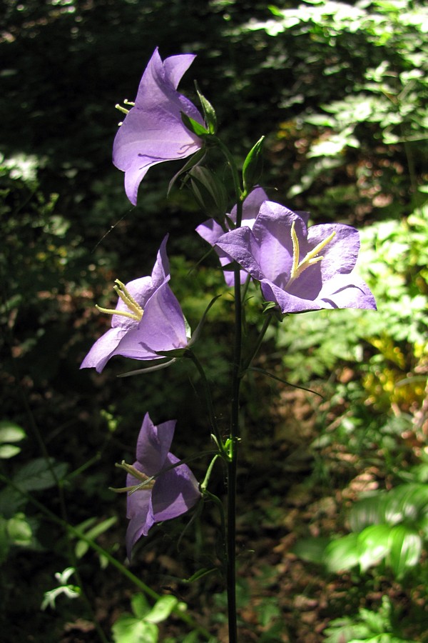 Image of Campanula persicifolia specimen.