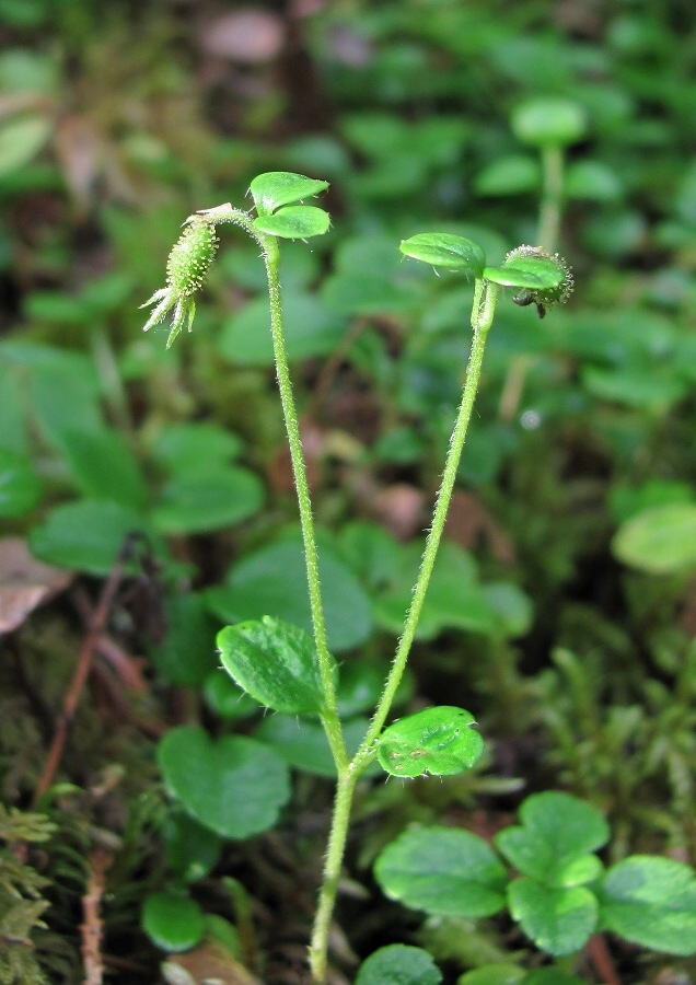 Image of Linnaea borealis specimen.