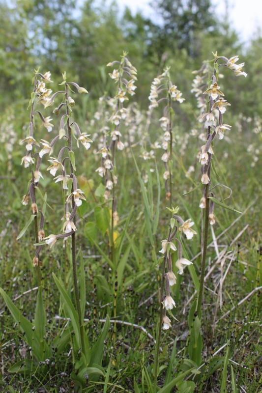 Изображение особи Epipactis palustris.