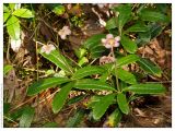 Chimaphila umbellata