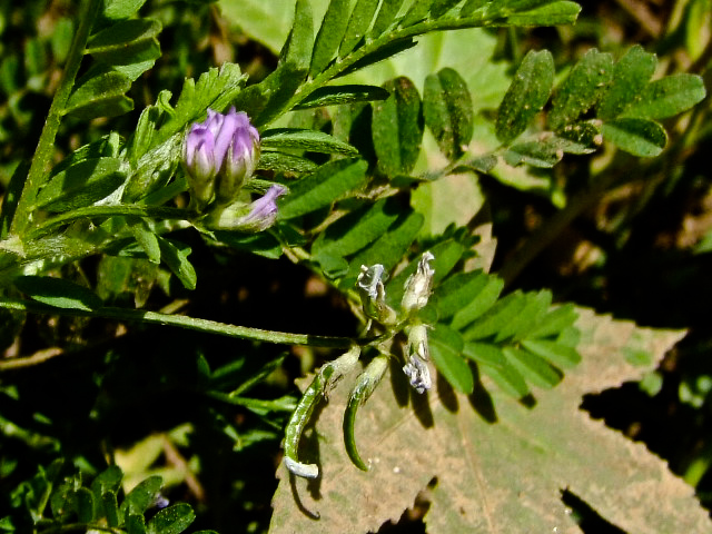 Изображение особи Biserrula pelecinus.