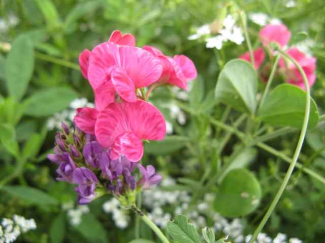 Image of Lathyrus rotundifolius specimen.