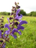 Salvia pratensis. Верхушка соцветия. Крым, Симферополь, Долгоруковская яйла. 12 июня 2011 г.