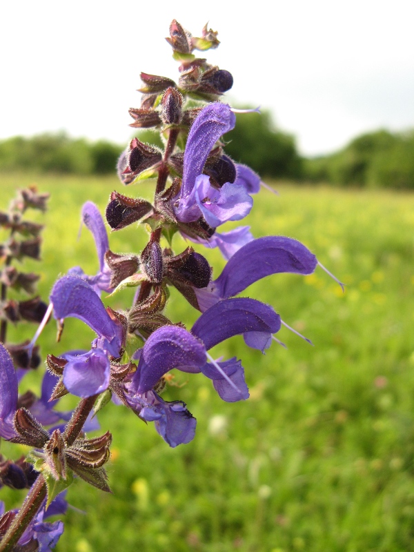 Изображение особи Salvia pratensis.