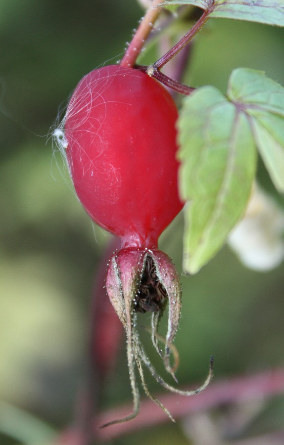 Image of Rosa acicularis specimen.