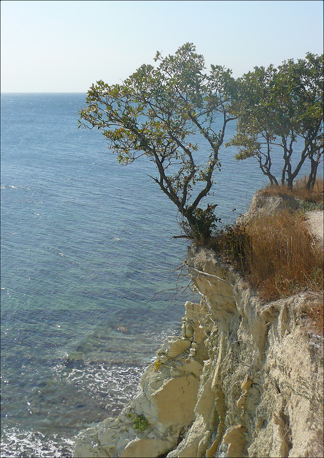 Image of Quercus pubescens specimen.