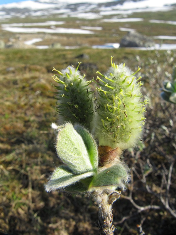 Изображение особи Salix lanata.