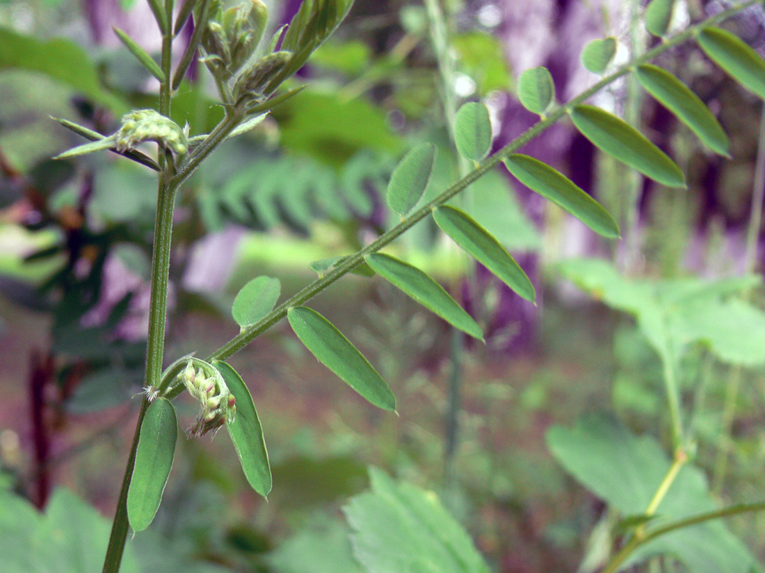 Изображение особи Vicia cracca.