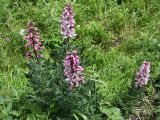 Dictamnus caucasicus