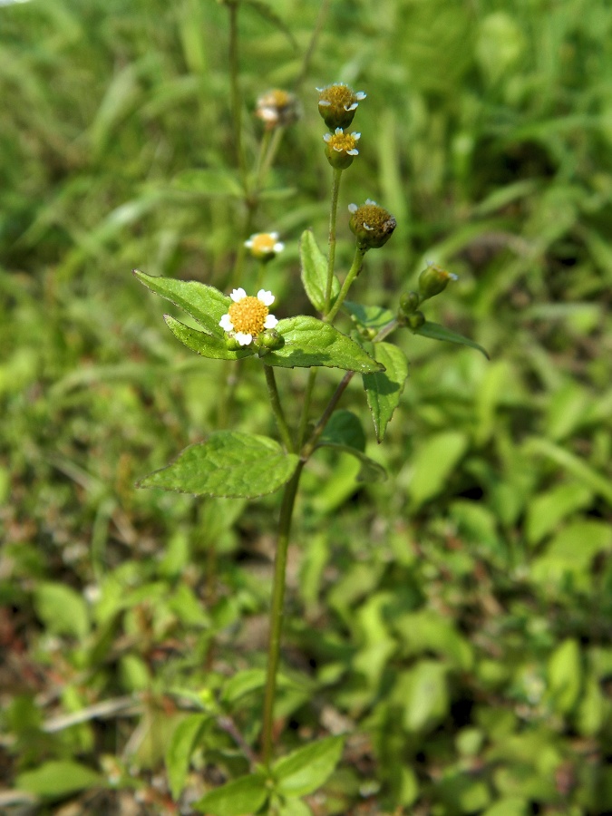 Изображение особи Galinsoga parviflora.