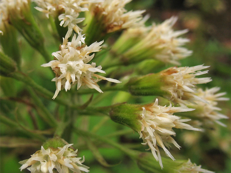 Изображение особи Petasites albus.