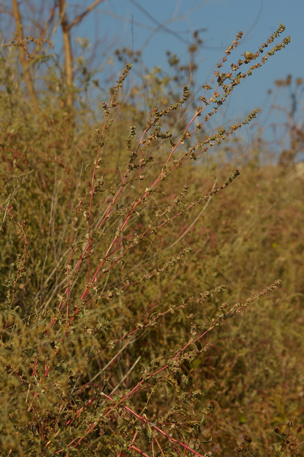 Image of Atriplex tatarica specimen.