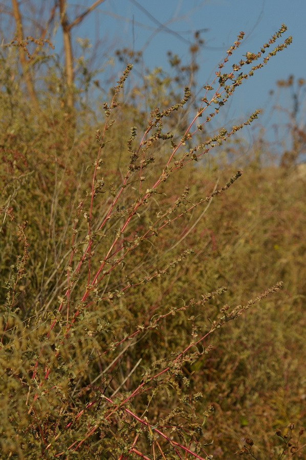 Image of Atriplex tatarica specimen.