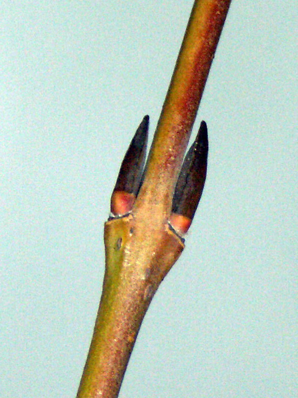 Image of Salix purpurea specimen.