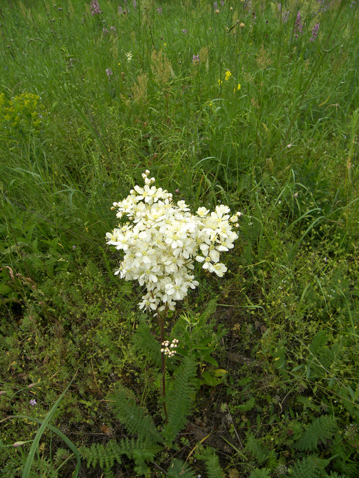 Изображение особи Filipendula vulgaris.