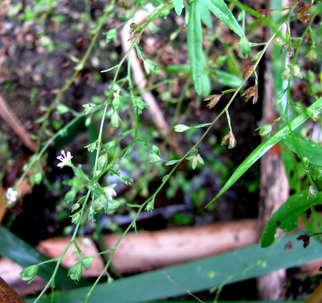 Image of Veronica tenuis specimen.