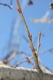 Tilia begoniifolia