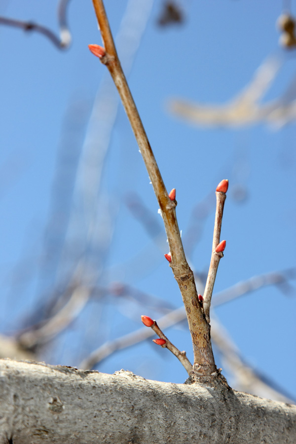Image of Tilia begoniifolia specimen.