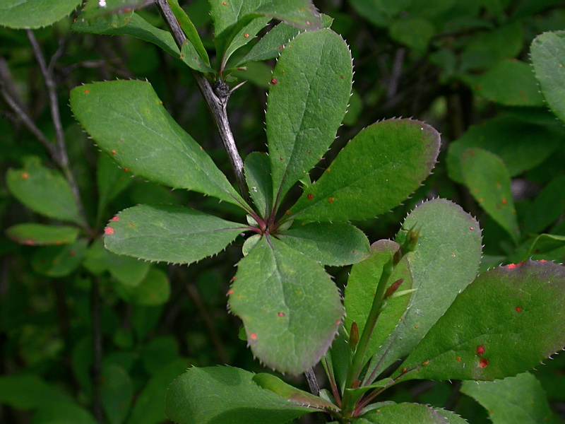 Изображение особи Berberis vulgaris.