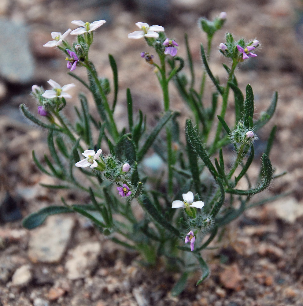 Изображение особи Dontostemon senilis.