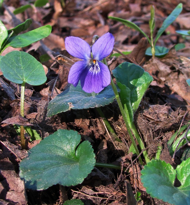 Изображение особи Viola odorata.