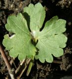 Ranunculus auricomus