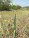 Dianthus platyodon. Средняя часть побега. Украина, Луганская обл, Славяносербский р-н, отделение \"Трехизбенская степь\" Луганского природного заповедника. 31.05.2012.
