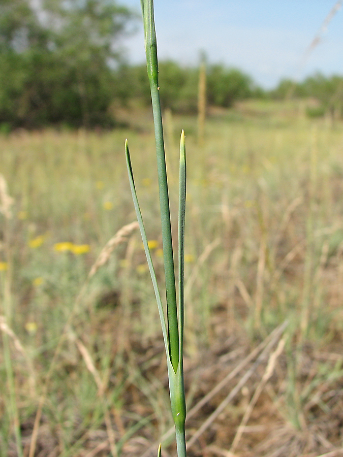 Изображение особи Dianthus platyodon.