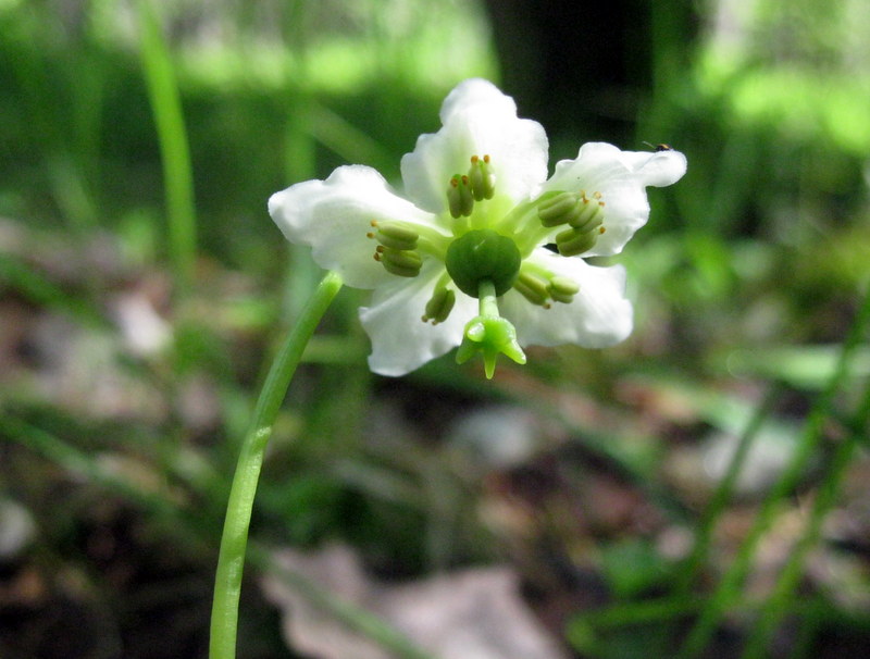 Image of Moneses uniflora specimen.