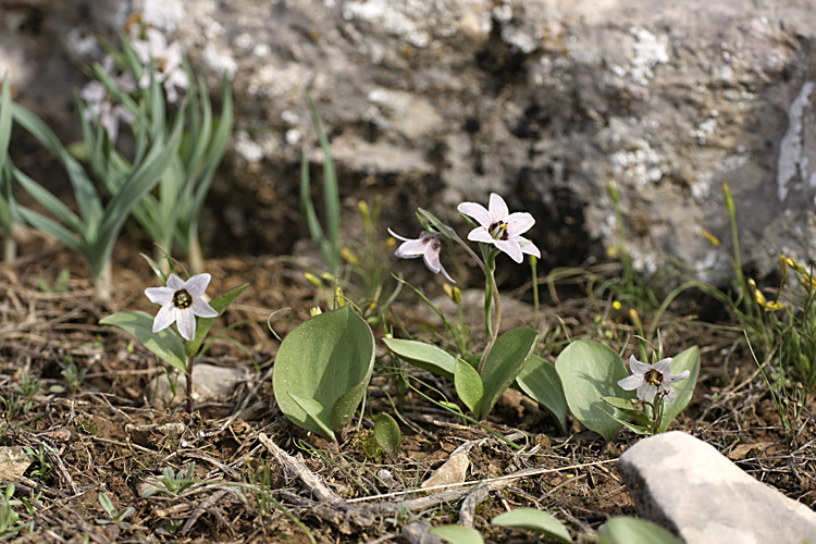 Изображение особи Rhinopetalum stenantherum.