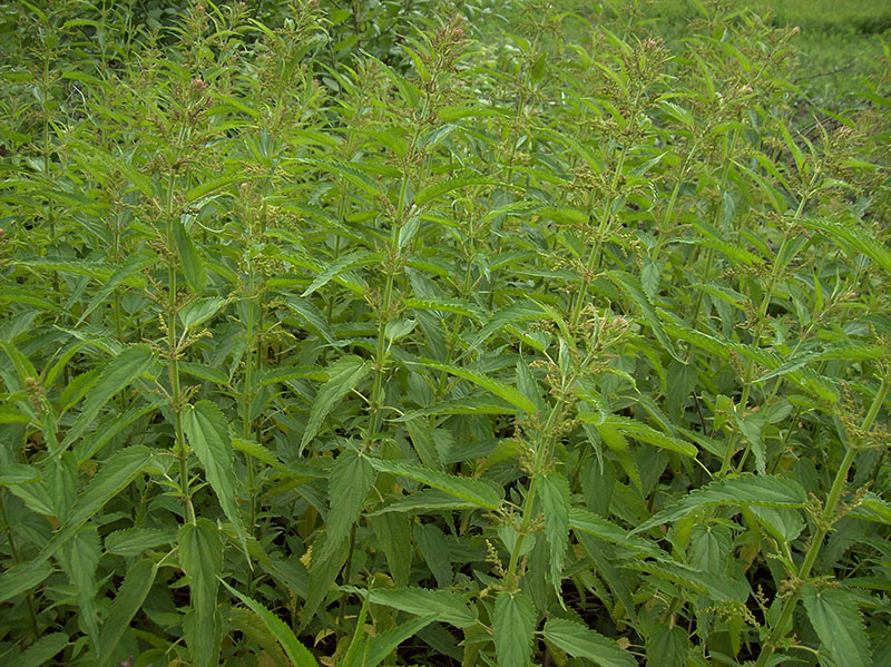 Изображение особи Urtica dioica.